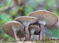 Weitlöcheriger Stielporling, Foto 5