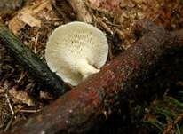 Weitlöcheriger Stielporling, Foto 9