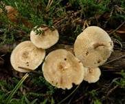 Weitlöcheriger Stielporling, Foto 10