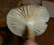 Wohlriechender Schneckling, Foto 16