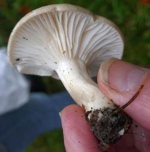 Wohlriechender Schneckling, Foto 4