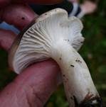 Wohlriechender Schneckling, Foto 25
