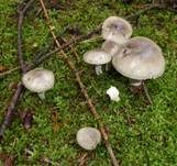 Wohlriechender Schneckling, Foto 26