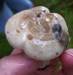 Wohlriechender Schneckling, Foto 5
