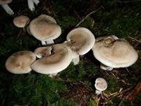 Wohlriechender Schneckling, Foto 7