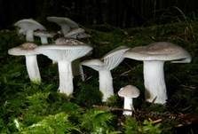 Wohlriechender Schneckling, Foto 8