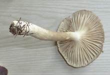Wohlriechender Schneckling, Foto 11