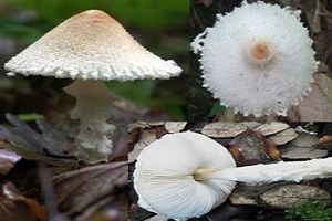 Wolliggestiefelter Schirmling, Foto 1