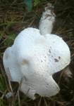 Wurzelnder Egerlingsschirmling, Foto 6