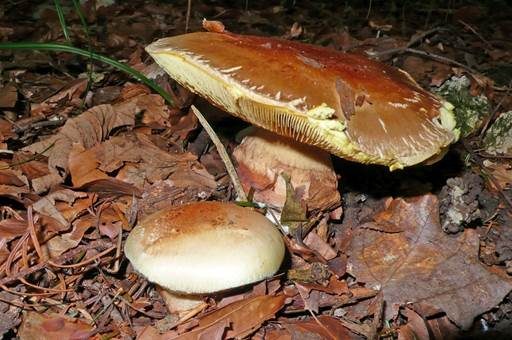Würziger Schleimkopf, Foto 3