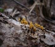 Wuschelköpfiger Schleimpilz, Foto 12