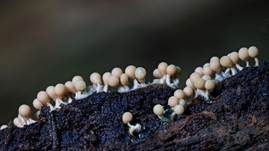 Wuschelköpfiger Schleimpilz, Foto 17