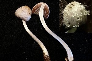 Zähstieliger Tintling, Foto 1