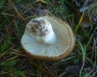 Brauner Ledertäubling, Foto 18