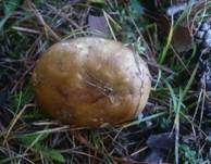 Brauner Ledertäubling, Foto 19