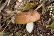 Brauner Ledertäubling, Foto 23