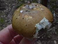 Brauner Ledertäubling, Foto 24
