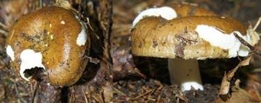 Brauner Ledertäubling, Foto 27