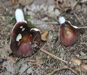 Brauner Ledertäubling, Foto 33