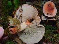 Ziegelroter Schwefelkopf, Foto 13