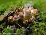 Ziegelroter Schwefelkopf, Foto 22