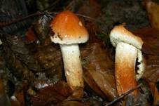 Ziegelroter Schwefelkopf, Foto 33