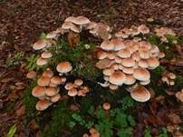 Ziegelroter Schwefelkopf, Foto 38
