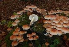 Ziegelroter Schwefelkopf, Foto 40
