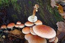 Ziegelroter Schwefelkopf, Foto 54