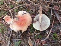 Ziegelroter Schwefelkopf, Foto 56