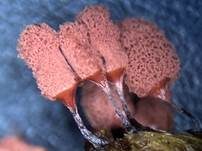 Ziegelroter Stielschleimpilz, Foto 38