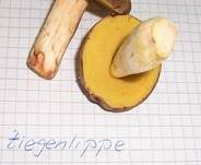 Ziegenlippe, Foto 19