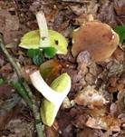 Ziegenlippe, Foto 22
