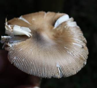 Brauner Riesenscheidenstreifling, Foto 5