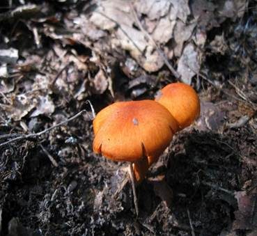 Zinnoberroter Hautkopf, Foto 5