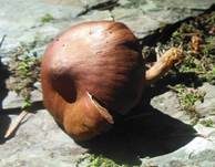 Zinnoberroter Hautkopf, Foto 7