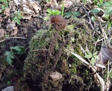 Anemonenbecherling, Foto 4