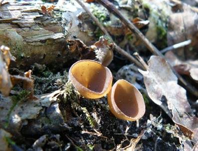 Anemonenbecherling, Foto 5