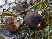 Brauner Stäubling, Foto 7