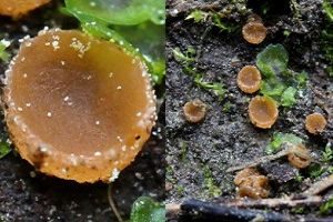 Zitterpappel-Rindenbecherchen, Foto 1