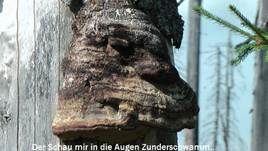 Zunderschwamm, Foto 15