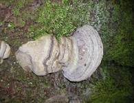 Zunderschwamm, Foto 22