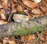 Zunderschwamm, Foto 7