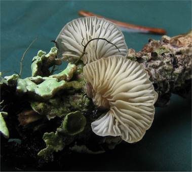 Zweisporiger Muscheling, Foto 2
