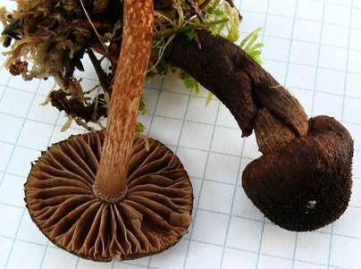 Braungebuckelter Risspilz, Foto 2