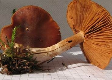 Braungestreifter Wasserkopf, Foto 2