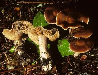 Braungestreifter Wasserkopf, Foto 5