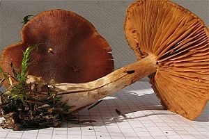 Braungestreifter Wasserkopf, Foto 1