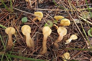 Bräunlicher Spateling, Foto 1