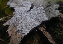Braunsporiges Pappel-Hängeröhrchen, Foto 4